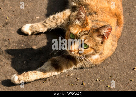 Super rote Katze mit grünen Augen liegen auf dem Bürgersteig und aalen sich in der Sonne. Tag Sommer Stockfoto