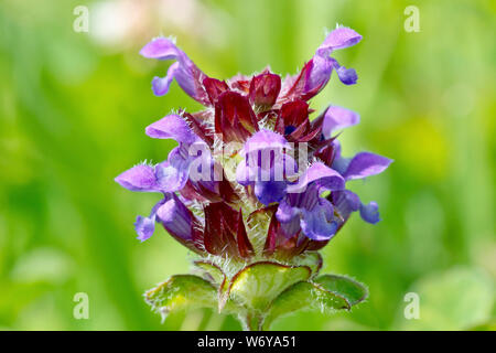 Selfheal (prunella vulgaris), in der Nähe eines einsamen Blütenkopf mit geringer Tiefenschärfe. Stockfoto