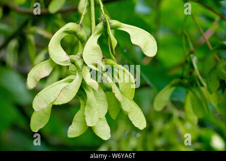 Bergahorn (Acer pseudoplatanus), Nahaufnahme der markanten geflügelten Samen. Diese sind Unreife und kann bis zu 3 Monate dauern, bevor fallen. Stockfoto