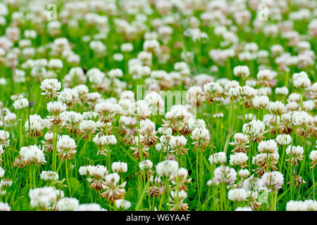 Weißklee (Trifolium repens), auch bekannt als niederländische Klee, der sich aus einer Fülle von Blumen wachsen in einem Feld schließen. Stockfoto