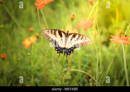 Schwalbenschwanz Schmetterling Fütterung von einem Colouful Blume Stockfoto