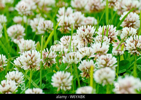 Weißklee (Trifolium repens), auch bekannt als niederländische Klee, der sich aus einer Fülle von Blumen wachsen in einem Feld schließen. Stockfoto