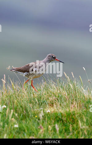 Gemeinsame Rotschenkel (Tringa totanus) Großbritannien Stockfoto