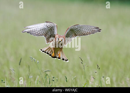 Turmfalken (Falco tinnunculus) Großbritannien Stockfoto