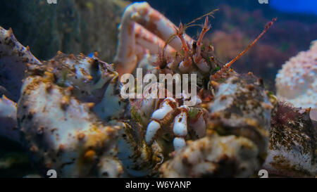 Nahaufnahme von Leiter der riesigen japanischen Seespinne Stockfoto