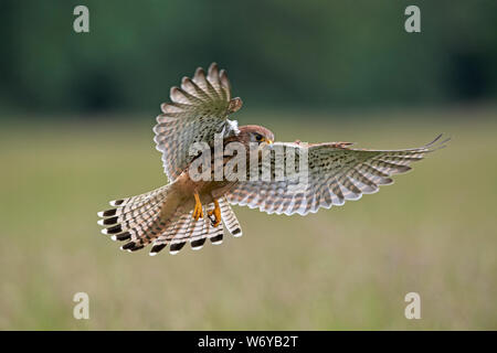 Turmfalken (Falco tinnunculus) Großbritannien Stockfoto