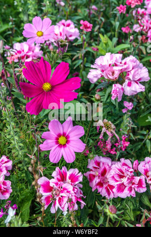 Rosa Blüten im Sommer Garten Bett, godetia Clarkia mexikanischen Aster, Garten Kosmos, jährliche Betriebe Stockfoto