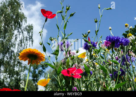 Einjahrespflanzen zur direkten Aussaat auf rot-blauer Beetwiese geeignet für Mischstreifen von bunten Sommerblumen Centaurea Linum Calendula Stockfoto