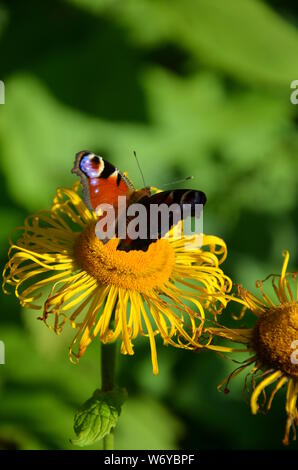 Ein Schmetterling auf Blüte Stockfoto