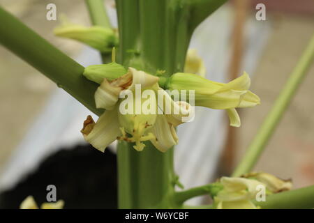 Papaya-Blume Stockfoto