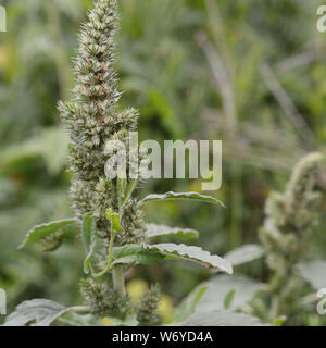 Redroot pigweed, Amaranthus retroflexus Stockfoto