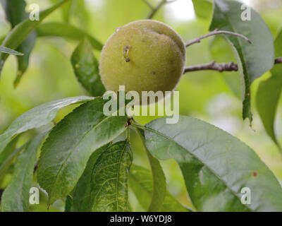 Grüner Sommer Pfirsich (praska) am Baum Stockfoto
