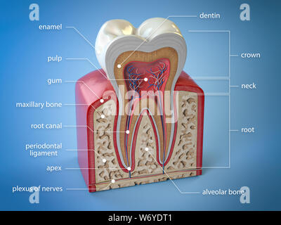 Zahnschmuck Anatomie. Querschnitt der menschlichen Zahn mit Infografiken und Beschreibung. 3D-Darstellung Stockfoto