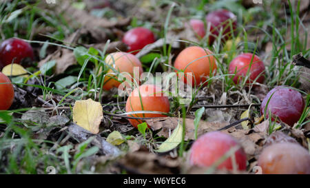 Pflaumen auf den Boden vom Baum gefallen. Prunus cerasifera, Kirsche - Pflaumen Stockfoto