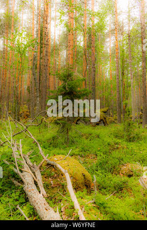 Gletscher Findlinge abgedeckt in Moos und Flechten in der Linansaari Nationalpark in Finnland unter den Pflanzen der Blaubeeren - 2 Stockfoto