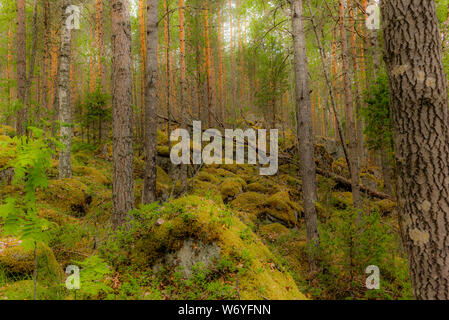 Gletscher Findlinge abgedeckt in Moos und Flechten in der Linansaari Nationalpark in Finnland unter den Pflanzen der Blaubeeren - 1 Stockfoto