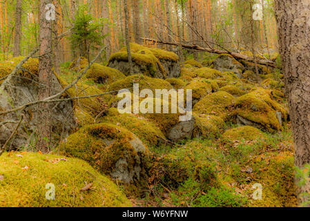 Gletscher Findlinge abgedeckt in Moos und Flechten in der Linansaari Nationalpark in Finnland unter den Pflanzen der Blaubeeren - 3 Stockfoto