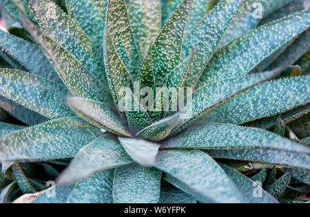 Eine Aloe Vera Pflanzen, tropische Pflanzen, aus der Nähe. Stockfoto