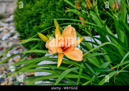 Schöne blühende orange Tag Lily oder Hemerocallis Nahaufnahme im Sommergarten. Helle zarte Blume mit Blättern. Gartenbau, Blumenzucht und La Stockfoto