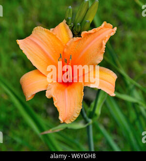 Schöne blühende orange Tag Lily oder Hemerocallis Nahaufnahme im Sommergarten. Helle zarte Blume mit Blättern. Gartenbau, Blumenzucht und La Stockfoto