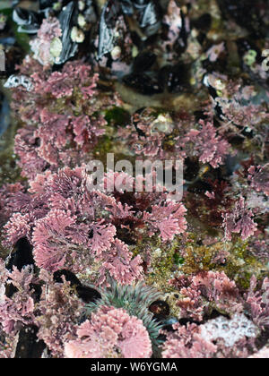 Rhodophyta (Rotalgen) wachsen auf gezeitentümpel Felsen in La Jolla, Kalifornien Stockfoto