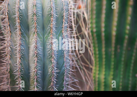 Close-up von Streifen und Dornen eines grünen Kaktus, natürlichen Hintergrund und kopieren Raum Stockfoto