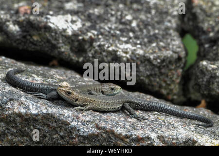 Den lebendgebärenden Eidechse, Zootoca vivipara (vormals Lacerta vivipara), ist eine Eurasische Eidechse. Stockfoto