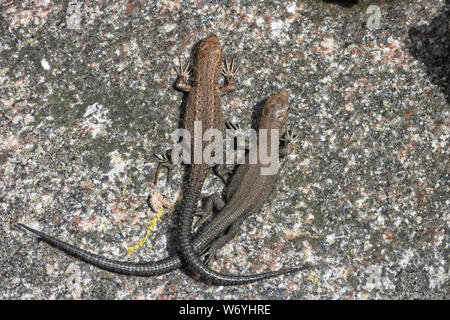 Den lebendgebärenden Eidechse, Zootoca vivipara (vormals Lacerta vivipara), ist eine Eurasische Eidechse. Stockfoto