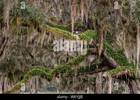 Spanisch moss deckt live oak Bäume mit Auferstehung Farne im Fort Frederica National Monument, der ursprünglichen kolonialen Siedlung in St. Simons Island, Georgia. Fort Frederica wurde durch Georgien Gründer James Oglethorpe 1736 gegründet als Bollwerk gegen die spanischen Siedlungen in Florida zu dienen, Stockfoto