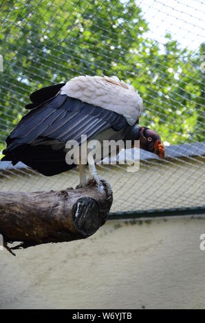 König Geier, Sarcoramphus papa Stockfoto