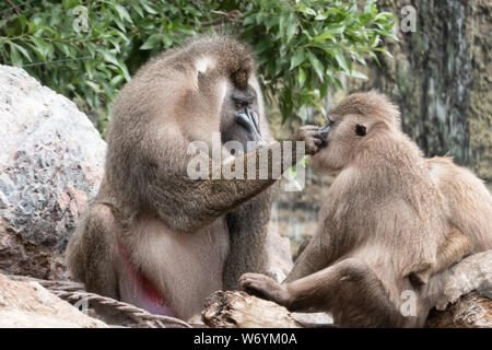 Mandrill (mandrillus Sphinx), einen primas vor allem in den tropischen Regenwald von Kamerun, Gabun, Äquatorialguinea und der Demokratischen Republik Kongo. Stockfoto