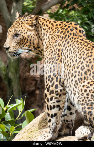 African Leopard (Panthera pardus pardus) native auf weite Bereiche in Afrika südlich der Sahara Stockfoto