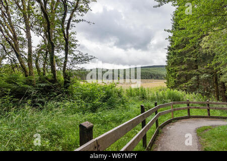 Fußweg durch Hafren Wald, Wales, mit einer stürmischen Sommer Himmel und Blick über üppige Landschaft Stockfoto