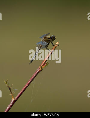 Black Meadowhawk-Fliege in Alaska Stockfoto