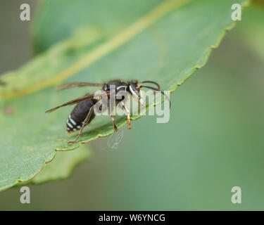 Ein kahl gegenübergestellt Hornet, der ein Blatt isst Stockfoto