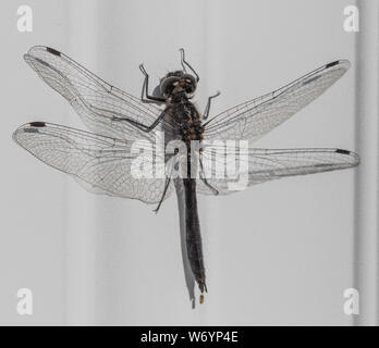 Black Meadowhawk-Fliege in Alaska Stockfoto