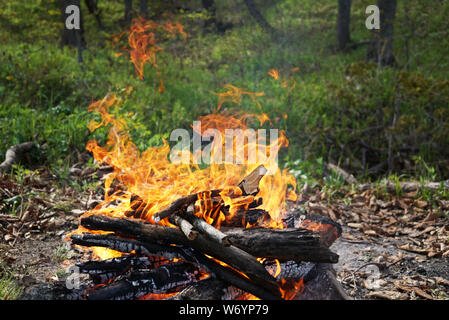 Feuer brennt im Vordergrund. Im Hintergrund ist ein grüner Wald. Russland, Wladiwostok Stockfoto