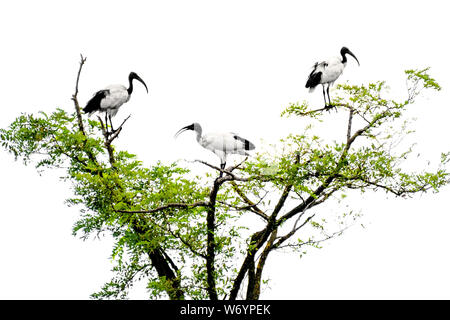 Drei ibis Vögel stehen über einen Baum Stockfoto