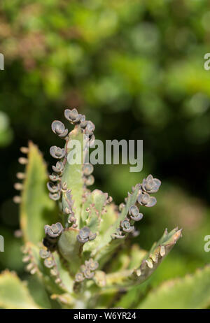 Close-up von Sukkulenten in Garten Stockfoto