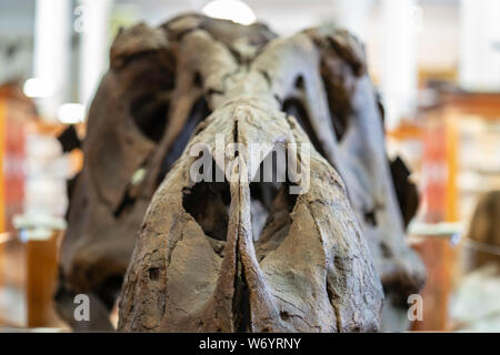 Schließen Sie herauf Bild der Tyrannosaurus Rex Schädel an der Sedgwick Museum der Geowissenschaften Stockfoto
