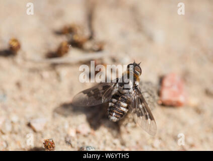 Fleckige Biene-fly Stockfoto