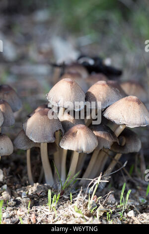 Mit niedrigen Perspektive der Cluster von braune Pilze schließen Stockfoto