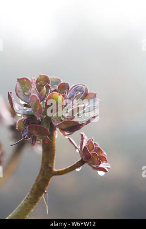 Nebel und Regentropfen auf einem aeonium Anlage Stockfoto