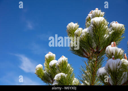 Der Weihnachtszeit. Pine Tree Zweig mit Schnee closeup gegen den blauen Himmel Hintergrund abgedeckt. Grand Canyon National Park, USA Stockfoto