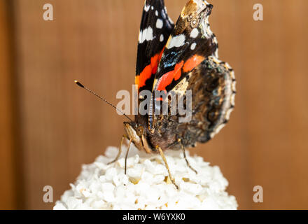 Rot Schmetterling Admiral (Vanessa atalanta) trinken aus einem sommerflieder Blume Stockfoto