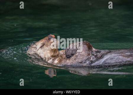 Sea Otter Festlegung auf dem Rücken mit geschlossenen Augen Stockfoto