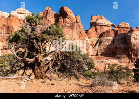 Einer verwitterten alten Baum stehen vor massiven Fels monolithen Der Chesler Park im Needles District des Canyonlands National Park. Ein Stockfoto