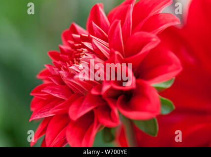 Makro Bild rot, schöne Blume Stockfoto