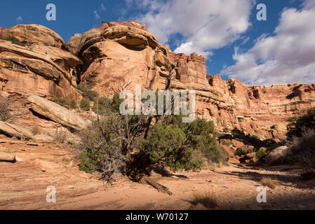 Einer verwitterten alten Baum steht, um den massiven Fels Monolithen im Needles District des Canyonlands National Park. Stockfoto