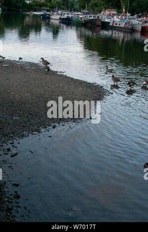 Enten am Ufer der Themse und Boote Twickenham, Middlesex GROSSBRITANNIEN Stockfoto